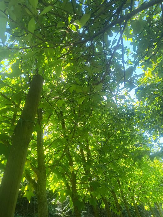 Liquidambar / Liquidambas árvore
