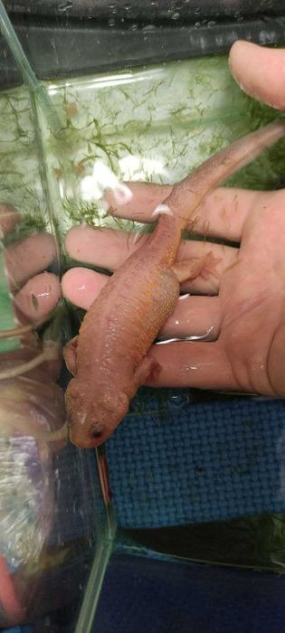 Питомець який прикрасить акваріум