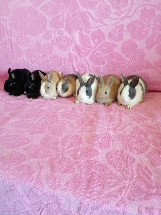 Króliki miniaturki królik miniaturka