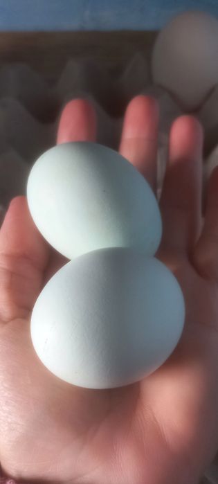 Амераукана ія , кури що несуть голубі яйця