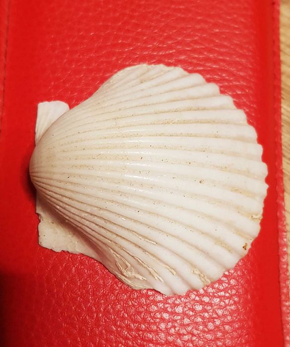 Muszla Małży Morska Św. Jakuba  6,7 x 6,7 cm