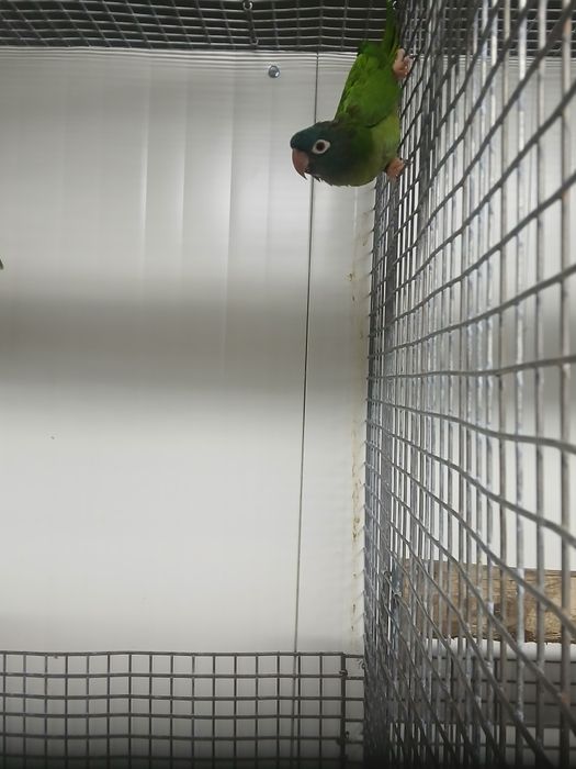 Tenho para venda casal de conures cabeça azul