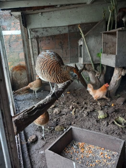 Faisões lady de2025