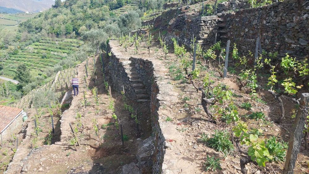 Vinha produtiva com oliveiras, árvores de fruto e mina de água