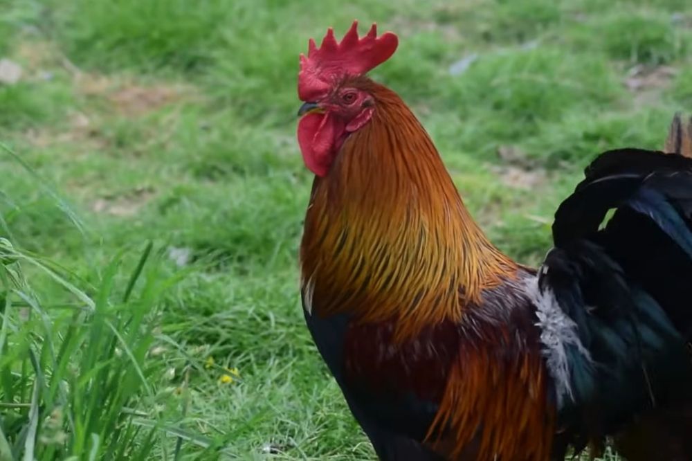 Sprzedam młode koguty