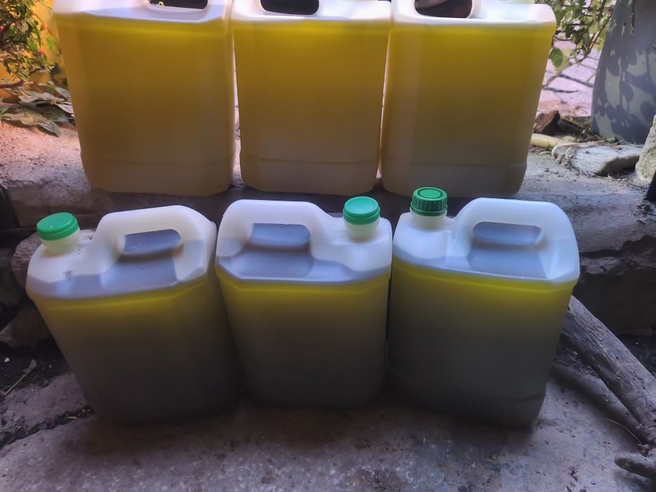 Azeite colheita de 2025