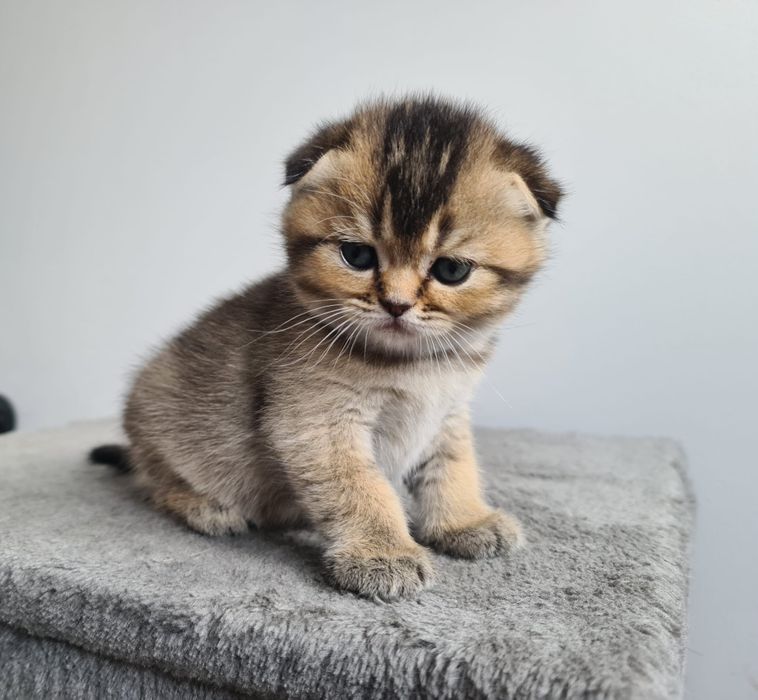Scottish fold fêmea