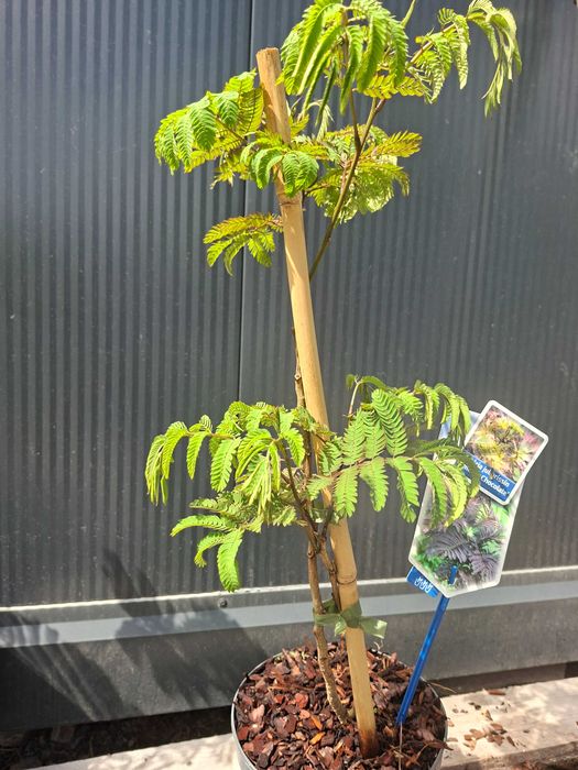 Albicja Czekoladowa 'Summer chocolate' kwitnące drzewko, 50-60cm
