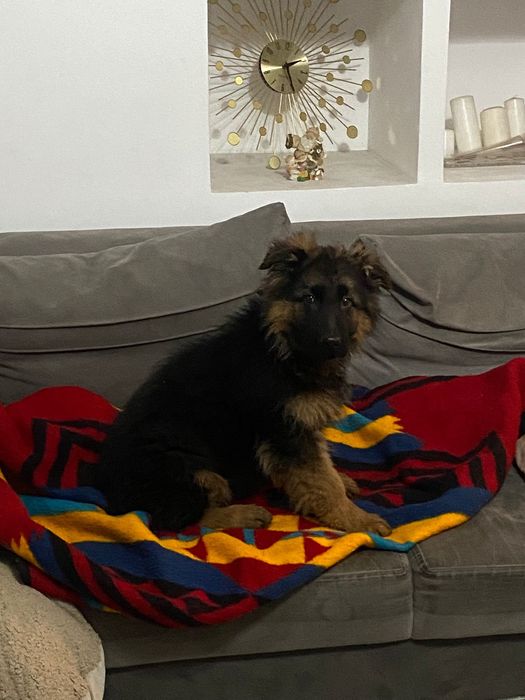 Owczarek niemiecki długowłosy pies