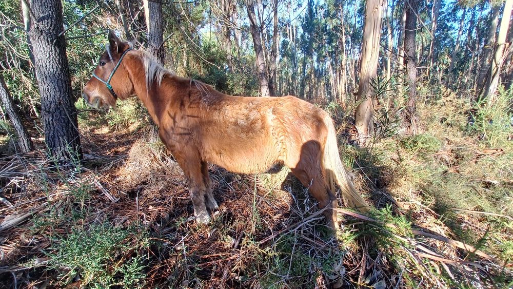 Vendo Égua (cruzada garrano)