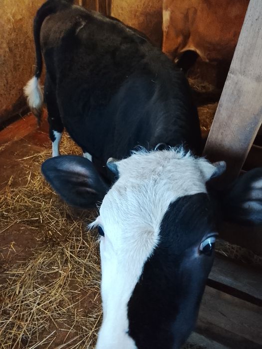 Теличка 8 місяців на м'ясо