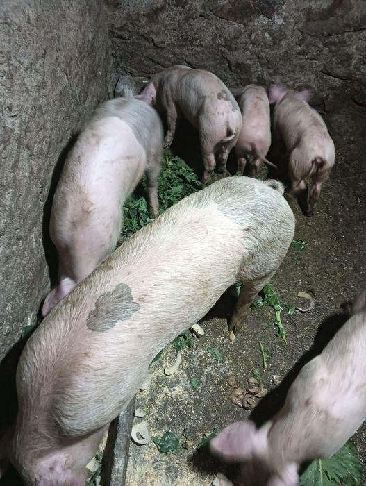 Vendo leitões boa raça