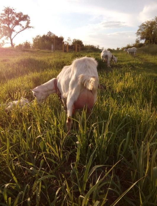Ламанча (коротковуха) ярка та кітна