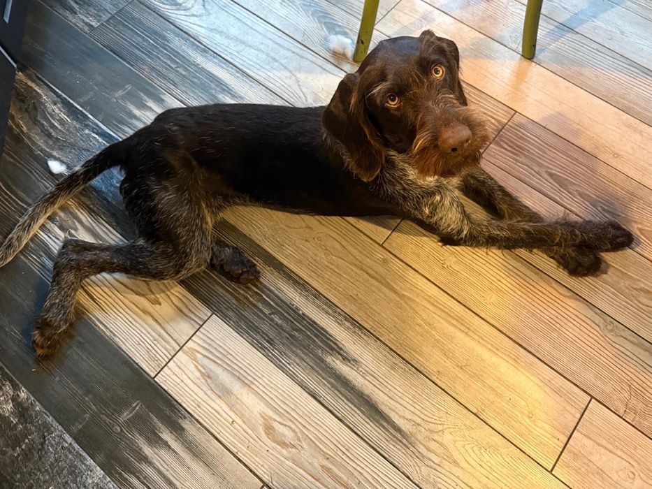 Suczka do adopcji DAISY