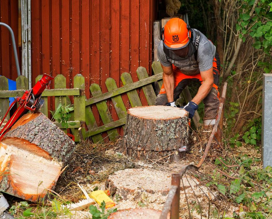 Wycinka drzew - pielęgnacja drzew