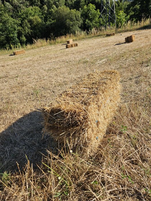 Fardos de palha azevém e aveia