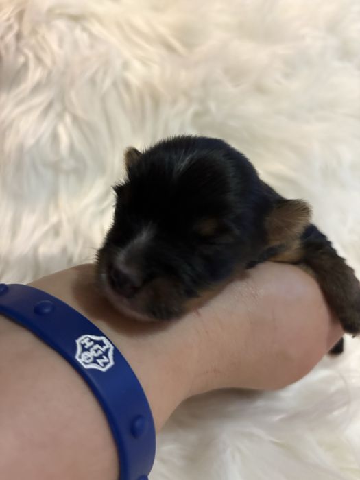 Do Rezerwacji Pixel Yorkshire Terier Biewer