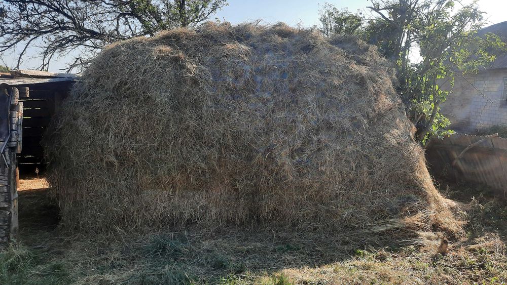 Продам  сіно для тварин