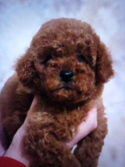 Пудель Той мальчик 2мес