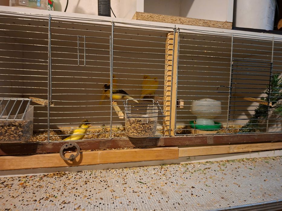 kanarki timbradory Samce i samiczki