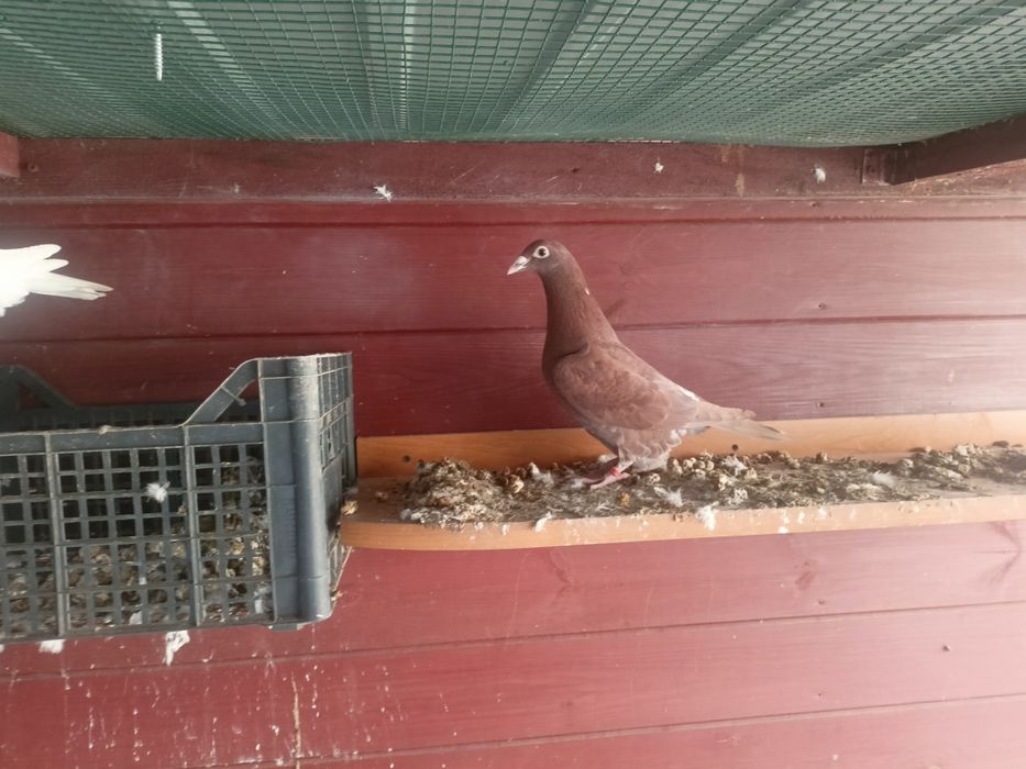 Mulemansy samica 2025