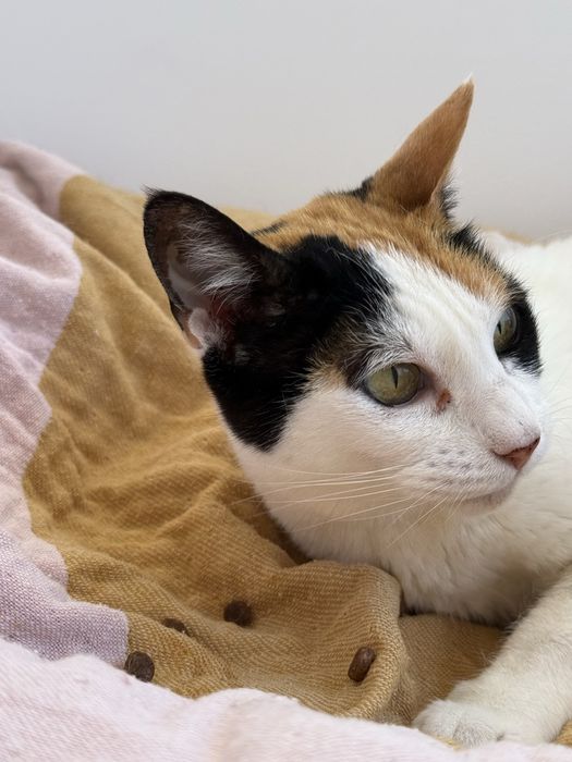 Gata meiga adulta - para adoção responsavel