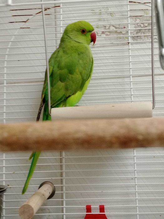 Ring Neck Macho