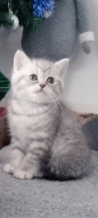 Fêmea stabby silver