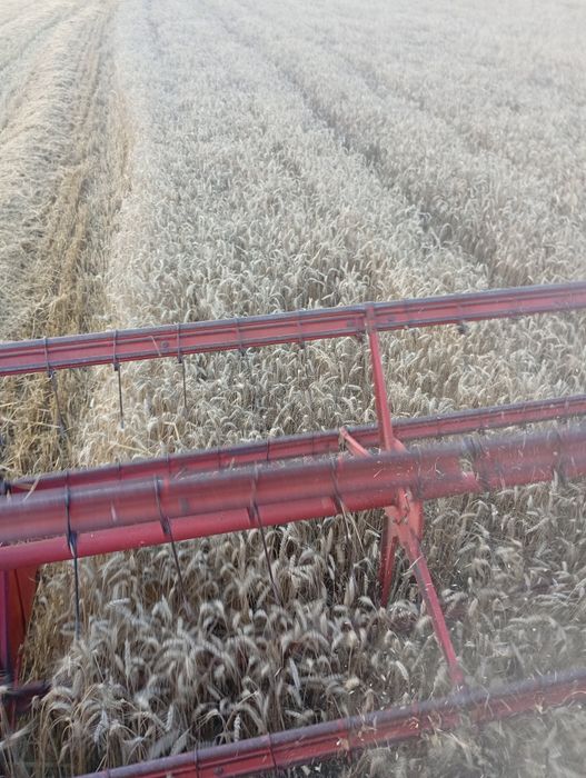 Pszenica, pszenżyto, ,owies