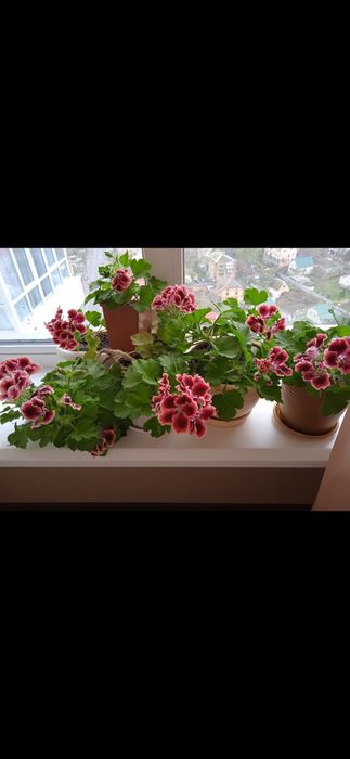 Пеларгонія королівська