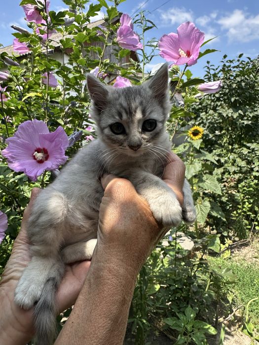Милые котята возраст 3 месяца