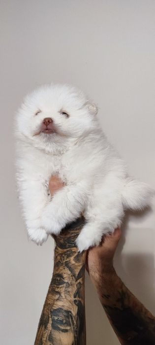 Маю дівчинку та хлопчика !  Шоколадки   Малюки