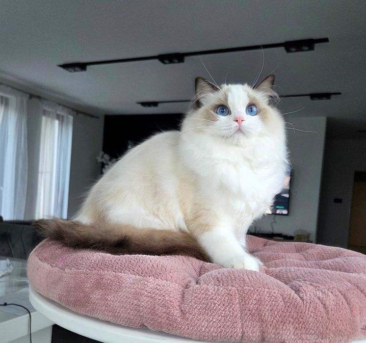 Ragdoll kotka z rodowodem FPL.