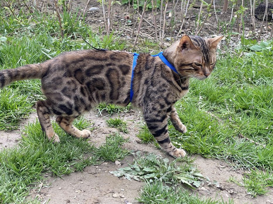 Красень бенгал для вʼязки