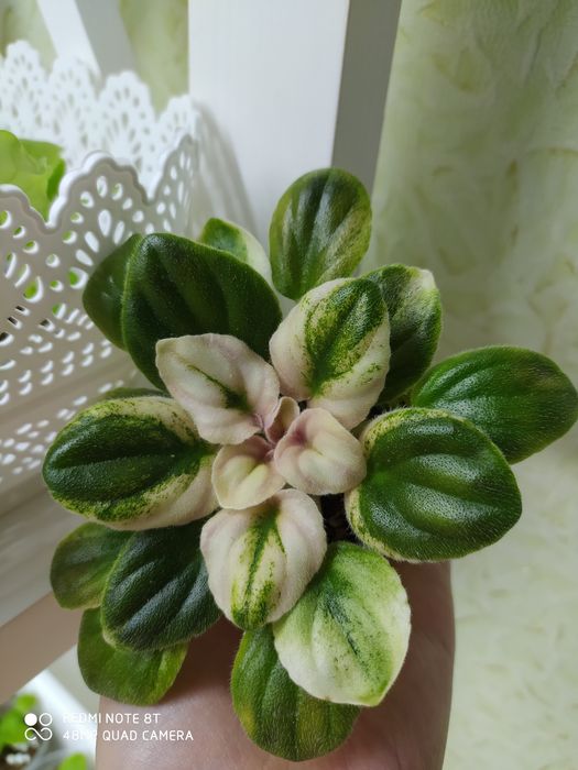 Сортовые фиалки, цветы, комнатные растения