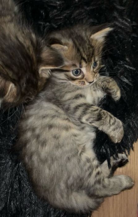 Маленький котик шукає сімʼю