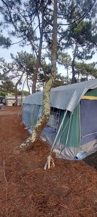 Autotenda saurium