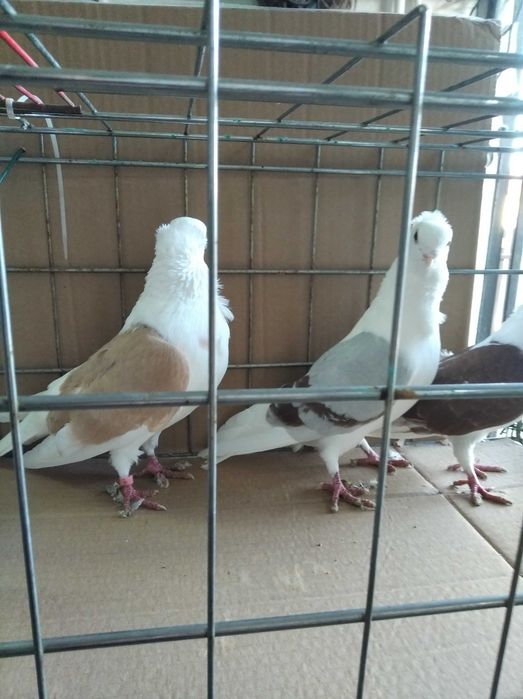 Sprzedam Krymki mewki