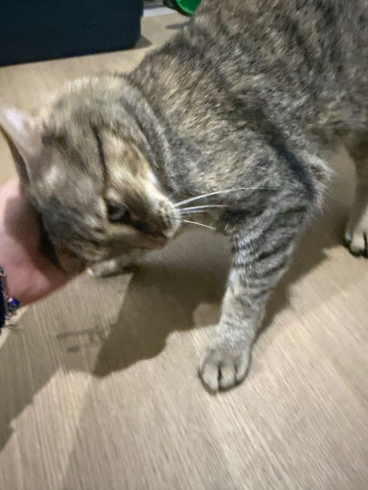 Gata fêmea para adoção responsável