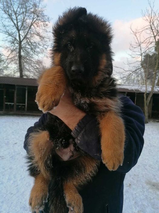 Owczarek niemiecki szczeniak pies