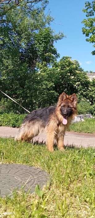 Хлопчик Шикарний німець КСУ