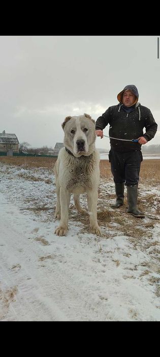 Цуцинята алабая елементні. Вязка