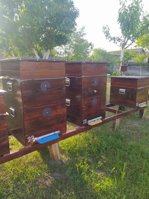 Вулики Рута з бджілками.