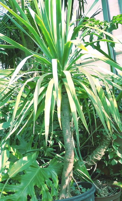 Dragoeiros ou Dracaena draco