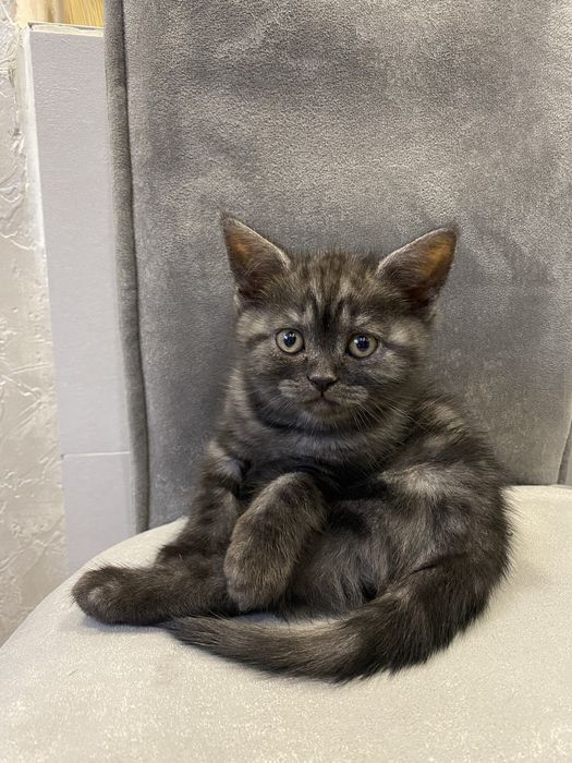 Кішечка шотландська мраморна