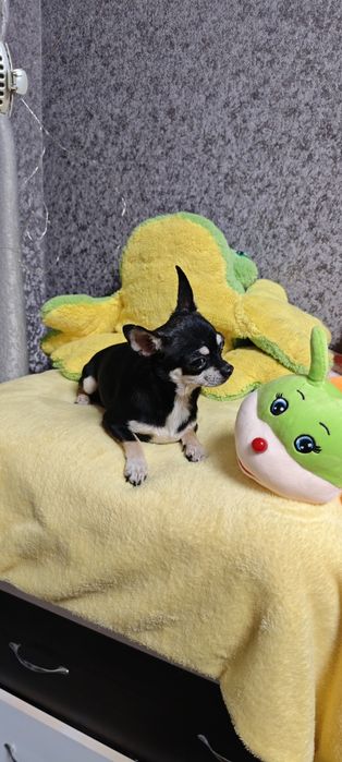 Девочка чихуахуа