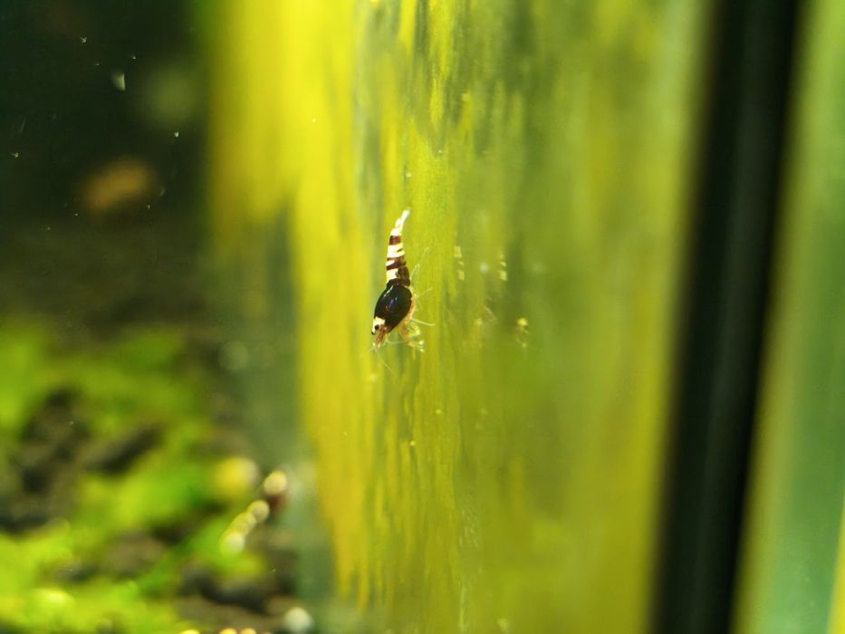 Krewetki Red Metallic - całe stado