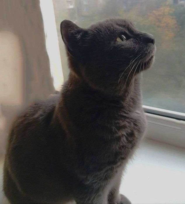 Британець котик в добрі руки