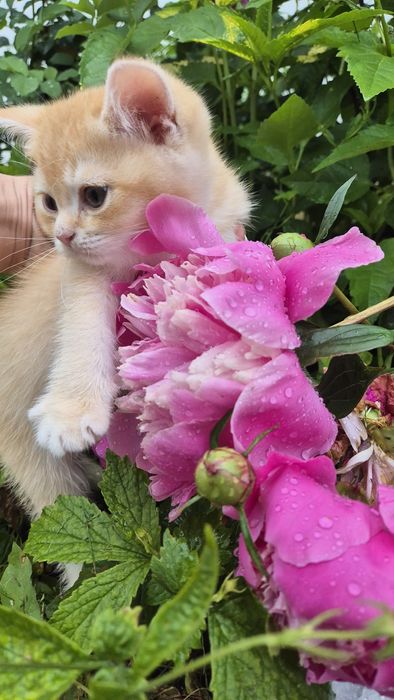 Кошеня золотої шиншили, кіт