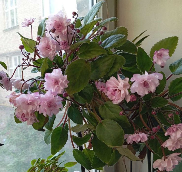 Фіалки трейлери,міні,стандарти сортові